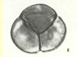 Брусника (V.Vitis idaea L)-пыльцевые зерна Брусника (V.Vitis idaea L)-пыльцевые зерна